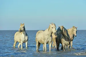 Dynamics: Camargue horses in a swamp in winter - France