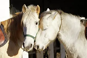 Nuzzling: Camargue Horses - two, nuzzling