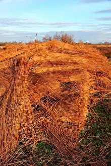 Thatch: In the Camargue, the reed is still used to make
