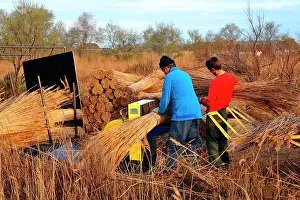 Thatch: In the Camargue, the reed is still used to make