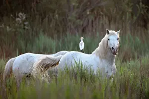 Bubulcus: Camarque Horse
