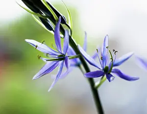 Steely: Camas, Quamash, Great camas, Camassia leichtlinii