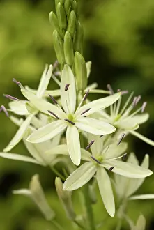 Camassia: Camassia