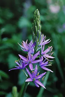 Steely: Camassia