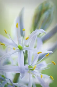 Camas: Camassia
