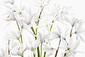 Leichtlinii: Camassia