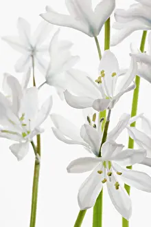 Leichtlinii: Camassia