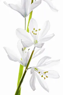 Leichtlinii: Camassia