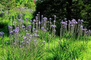 Leichtlinii: Camassia leichtlinii in wild garden