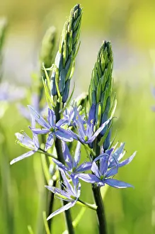 Leichtlinii: Camassia, Quamash, Camassia leichtlinii, Mauve coloured flow