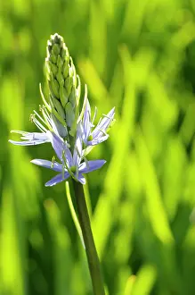 Leichtlinii: Camassia, Quamash, Camassia leichtlinii, Mauve coloured flow