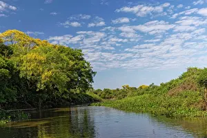 Waterway: Cambara Tree in full bloom along small waterway. Mato
