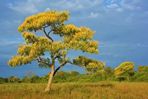 Steffen & Alexandra Sailer: Cambara Tree - bright yellow blooming Cambara trees