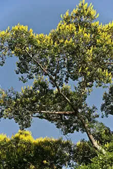 Trumpet: Cambara trees are very prolific in the Pantanal