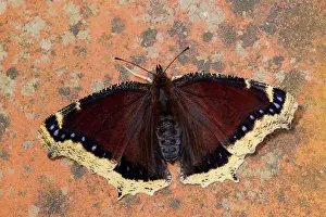 Antiopa: Camberwell Beauty Butterfly