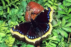 Rotten: Camberwell Beauty Butterfly - feeding on rotten apple