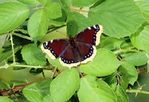 Antiopa: Camberwell Beauty / Mourning Cloak Butterfly