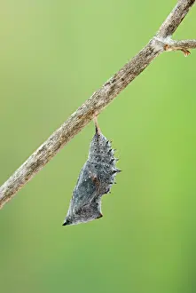 Antiopa: Camberwell Beauty / Mourning Cloak Butterfly -