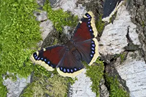 Antiopa: Camberwell Beauty / Mourning Cloak Butterfly -