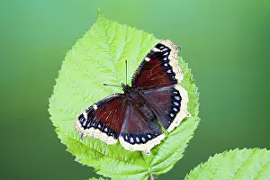 Antiopa: Camberwell Beauty / Mourning Cloak Butterfly -