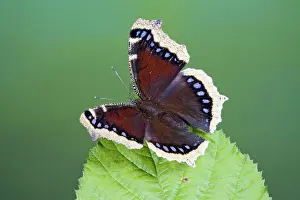 Antiopa: Camberwell Beauty / Mourning Cloak Butterfly -