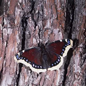 Beauties: Camberwell Beauty / Mourning Cloak Butterfly