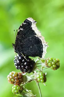 Antiopa: Camberwell Beauty / Mourning Cloak Butterfly - on dewberry