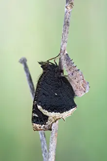 Antiopa: Camberwell Beauty / Mourning Cloak Butterfly - hatching