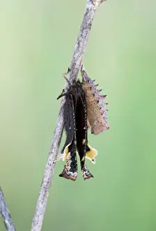 Antiopa: Camberwell Beauty / Mourning Cloak Butterfly - hatching