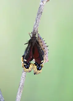 Antiopa: Camberwell Beauty / Mourning Cloak Butterfly - hatching