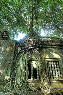 Grows: Cambodia, Angkor Wat. Tree grows over ruins