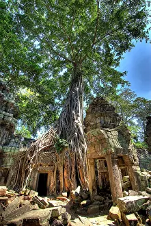 Grows: Cambodia, Angkor Wat. Tree grows over ruins