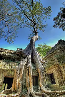 Grows: Cambodia, Angkor Wat. Tree grows over ruins