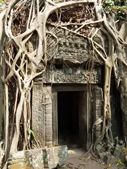 Figs: Cambodia - The roots of a fig tree invade a gallery