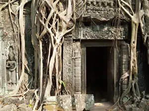 Figs: Cambodia - The roots of a fig tree invade a gallery