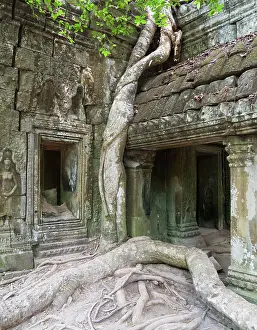 Destroying: Cambodia - The roots of a Kapok tree (Ceiba petandra)