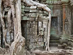 Destroying: Cambodia - The roots of a Kapok tree (Ceiba petandra)