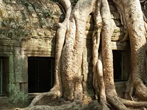 Destroying: Cambodia - The roots of a Kapok tree (Ceiba petandra)