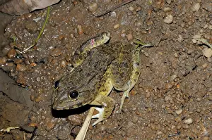 Cambodian: Cambodian Frog