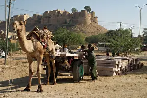 Cart: Camel - This camel was hauling concrete slabs on a cart