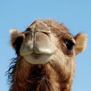 Dromedarius: Camel