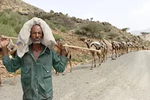 Dromedary: Camel caravan carrying salt from the Danakil