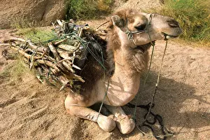 Peoples: Camel carrying firewood Sahara Algeria