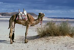 Dromedary: A camel decorated with tassles and bright