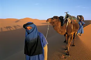 Merzouga: Camel and Dromedaries Sahara Dunes Merzouga Morocco