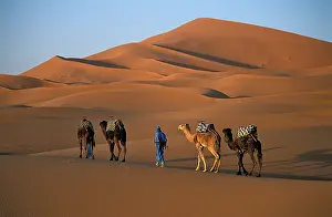 Merzouga: Camel and Dromedaries Sahara Dunes Merzouga Morocco