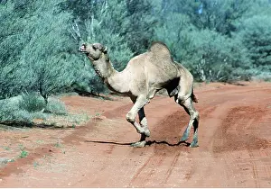 Humps: CAMEL - dromedary