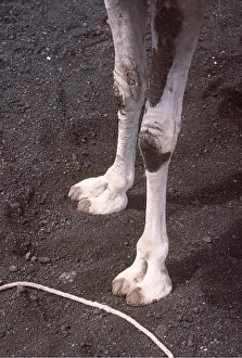 Camels: CAMEL - Front feet on volcanic cinders