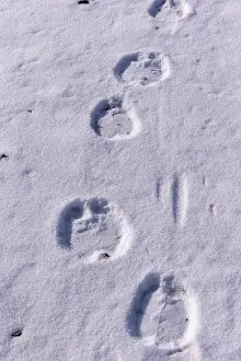 Tracks: CAMEL FOOTPRINT