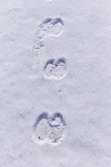 Tracks: CAMEL FOOTPRINT